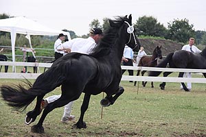 IMG_6834.jpg (44112 Byte)