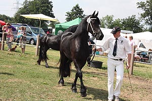 IMG_6910.jpg (54016 Byte)