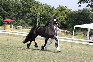 IMG_7002.jpg (51576 Byte)