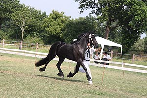 IMG_7003.jpg (52091 Byte)