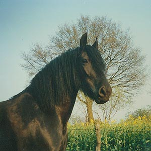 ninke.jpg (26839 Byte)