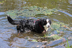 IMG_0351.jpg (59123 Byte)
