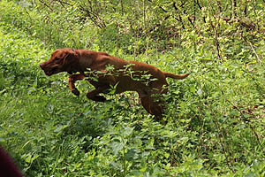 IMG_0376.jpg (72529 Byte)