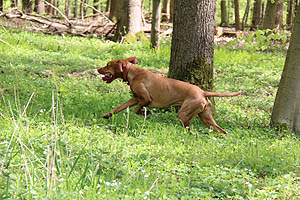 IMG_0386.jpg (65819 Byte)