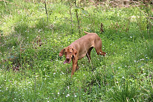 IMG_0388.jpg (65423 Byte)
