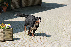 IMG_0440.jpg (48543 Byte)