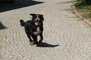 IMG_0441.jpg (51081 Byte)